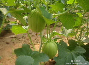 深圳蔬菜 高速發(fā)展中的溫暖治愈
