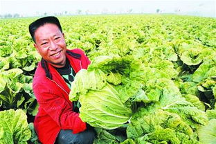 山東十大知名農(nóng)產(chǎn)品品牌中的璀璨明珠 膠州大白菜的魅力