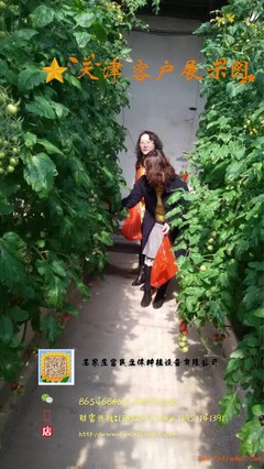 探索高效種植模式 草莓與蔬菜立體種植槽生產(chǎn)商全解析